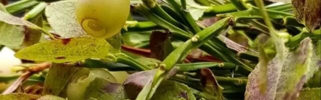 PILTUUDIS: Pihkva kandis avastati mutant-mustikad