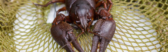 Alates 3. juulist saab taotleda vähipüügiluba