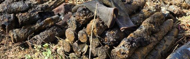 Saaremaal Sõrve metsades on sel nädalal leitud juba 662 lõhkekeha