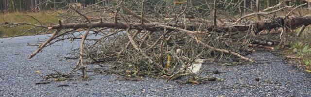 Во время шторма в Эстонии зафиксировали 12 случаев столкновения машин с деревьями