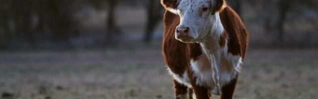 Lehmad varisevad ootamatult kokku pärast Bovaeri manustamist kliimaheitmete vastu võitlemiseks