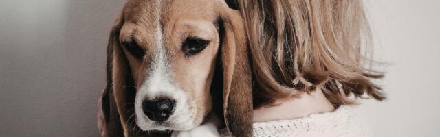 Miks lemmiklooma kaotus võib olla sama valus kui lähedase surm?