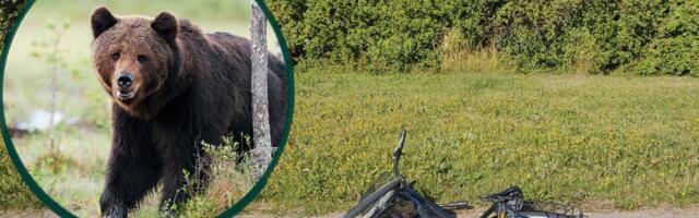 Sündmuspaigal olnud perel on karurünnakust teine versioon: „Nägime tugevas joobes meesterahvast. Karu ei näinud“