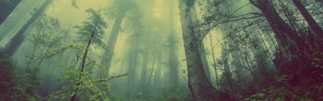 Mets ja selle majandamine kaitseliitlase seisukohast