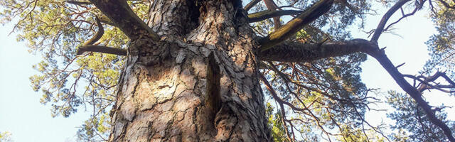 Aasta puu – harilik mänd