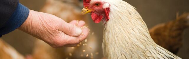 Lindude gripp liigub jõudsalt põhja poole