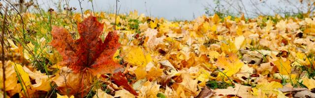 Lasnamäe Linnaosa Valitsus tuleb korteriühistutele taas appi sügislehtede veoga