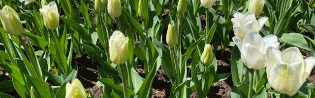 Eva Luigas: sibulilli tuleb väetada kohe, kui need nina mullast välja pisatavad