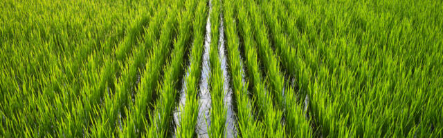 Rohepöörde fanaatikute uueks sihtmärgiks on… riis