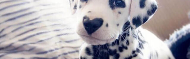 70 põhjust, miks koer on parem kui naine.