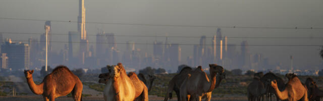 Kas meie kaitseminister kolab kaameli seljas turvaliselt Araabia kõrbes? (Täiendatud, lisatud kommentaare)