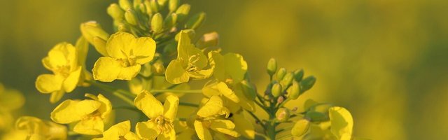 Kuhu liiguvad Eesti päritolu kaubad