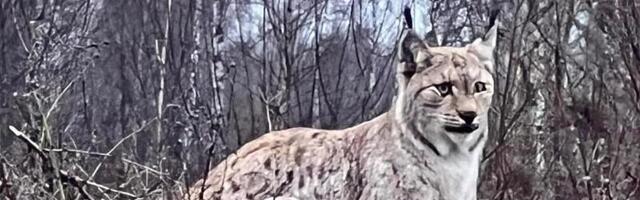 VIDEO | Julge ilves tuli Tartu äärelinnas inimesi uudistama