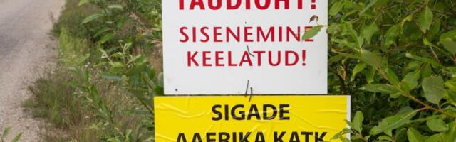 LEVIK JÄTKUB: Tartumaal tuvastati sigade Aafrika katk üheksa seaga farmis