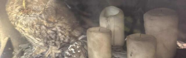 Lõuna-Eesti päästjad said väljakutsed Jõgeva-, Tartu- Võru- ja Viljandimaalt