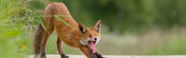 Fotolugu: kisub unele