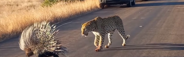 Okassiga teeb leopardile tuule alla