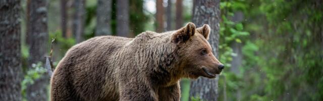 Harjumaal võib küttida tosin karu