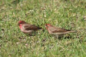 Laululindude laulusõnad