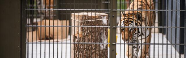 Tallinna loomaaias saab nädalavahetusel tiigrite eluga tavapärasest palju põhjalikumalt tutvuda
