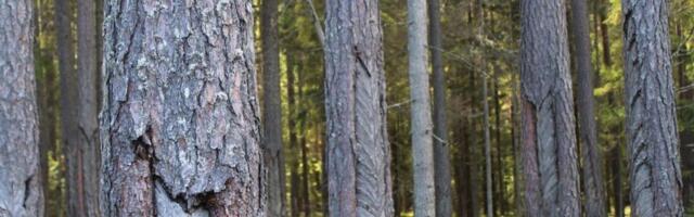 Pärandkultuuri säilitamise toetus laienes 30 objektile