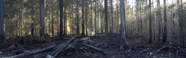 FOTOD | Anija maastikupõleng on kontrolli alla saadud, põlengu pindalaks 4-5 hektarit