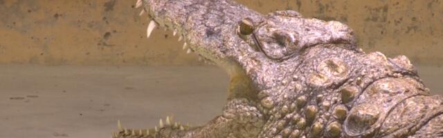 Куратор Таллиннского зоопарка о новом крокодиле: она обожает пугать людей