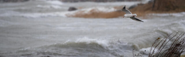 Teisipäeval on ilm vihmane ja tuuline