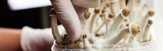 Maagilised seened pole lihtsalt „trippimiseks”, vaid toimivad neli korda efektiivsemalt kui antidepressandid