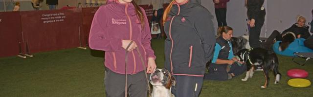 Sauel avati koerte treeninghall