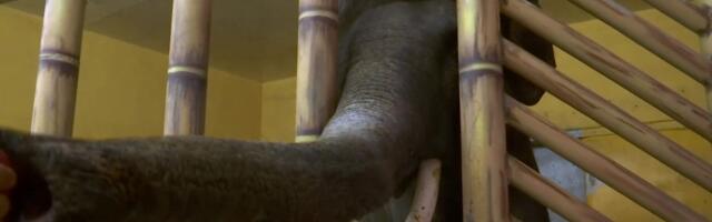 Reporter: Kiievi loomaaia asukatele antakse rahustit! Loomade evakueerimine on võimatu