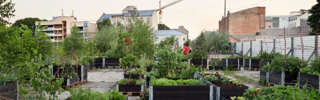 Riia kogukonnaaed näitab teed: kahe aastaga tühermaast Euroopa üheks paremaks linnaruumiks