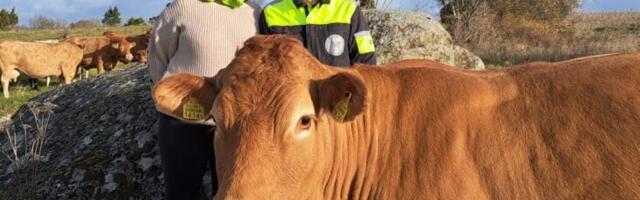 3 küsimust: Lahemaa lihaveisekasvatajad näevad suuremat pilti