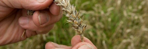 ÜRO kardab toiduainete ekspordikeeldude kasvu