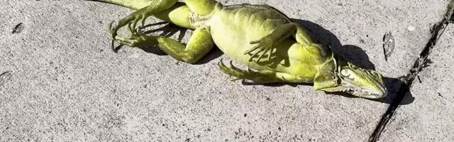 Külmalaine Kesk-Floridas