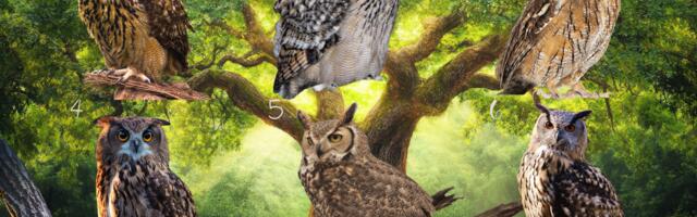 Vali üks öökull ja saa teada, milline sõnum aitab sul praegu elus edasi liikuda