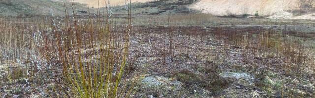 Looduskaitsetööd Piusa karjääris