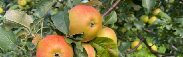 Maaülikooli Polli aiandusuuringute keskus avas uued kasvuhooned