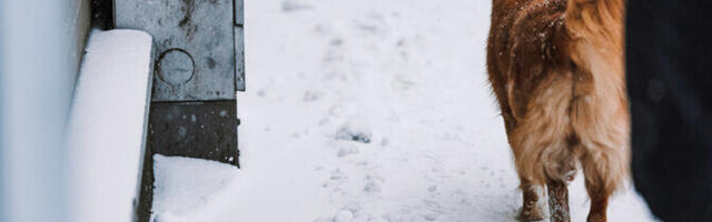 Helsingi uurib tänavasoola mõju koerte käppadele