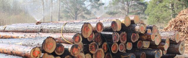 Sõda ja energiakriis paiskasid puiduturu segi