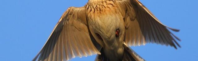 Lindude pesitsusrahu kestab aprilli keskpaigast juuni lõpuni