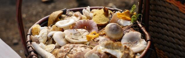 Viis imemaitsvat söögiseent meie metsades, mida inimesed tavaliselt korjata ei söanda