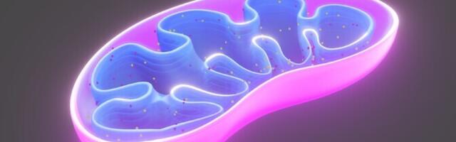 Mitokondrite vabakäik teeb keha rasvapõletusahjuks