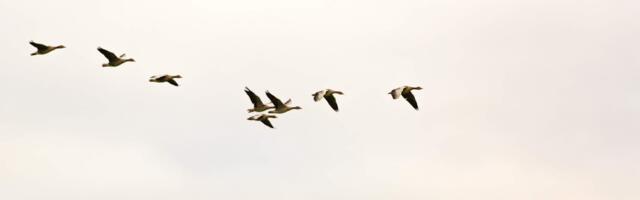 PTA: Mida teha, kui leiad haige või surnud mets- või veelinnu?