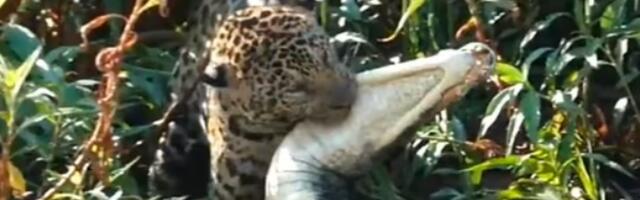 Bioloog jäädvustas ootamatu lõpuga tapluse jaaguari ja kaimani vahel