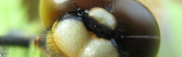 Eri loomaliikidel on silmi igaks elujuhtumiks