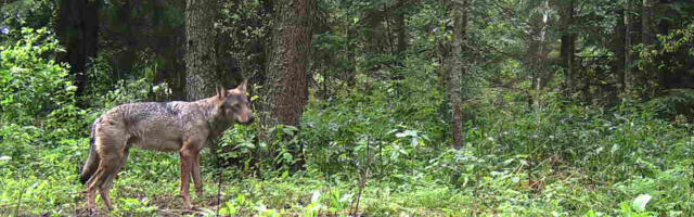 Suur­kisk­ja­te rün­na­ku­test Kuusalu vallas
