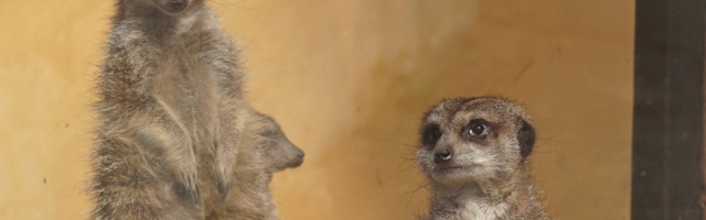 Loomaaias läks kähmluseks: surikaadiperes klaariti suhteid