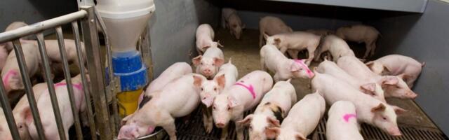 Aafrika katk murdis Eesti suurimasse sigalasse