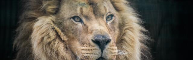 Lõvi tähtkujus sündinud inimesed muudavad elu ilusamaks – siin on põhjused, miks neid hinnata